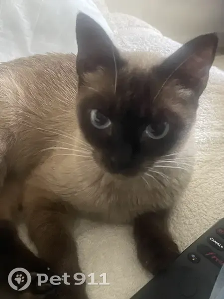 Chatte siamoise trouvée, très maigre, Le Perreux - photo