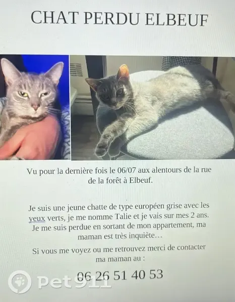 Chat perdu Rue de la Forêt, 16 Elbeuf - photo