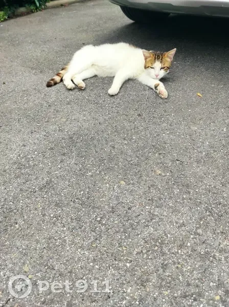 Chat trouvé sous voiture, Rue de l'Égalité - photo
