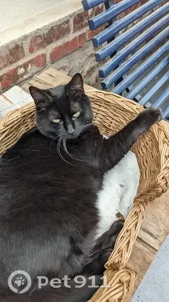 Chatte noire perdue, Rue de Sébastopol - photo