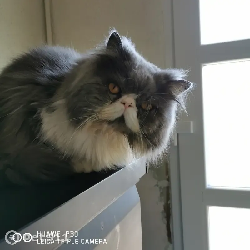 Chat Persan gris/blanc disparu à Reims - photo