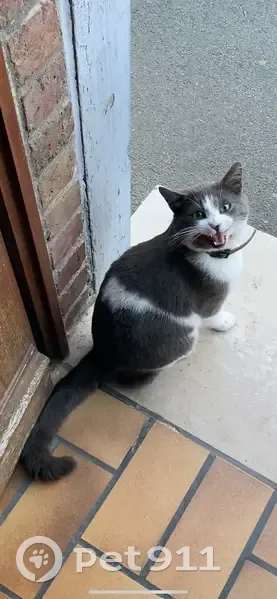 Chat gris et blanc trouvé Rue Lacroix, Roubaix - photo