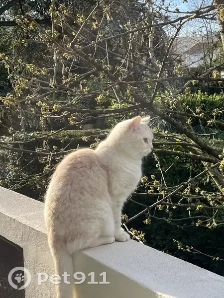 Chat mâle blanc roux perdu à L'Haÿ-les-Roses - photo
