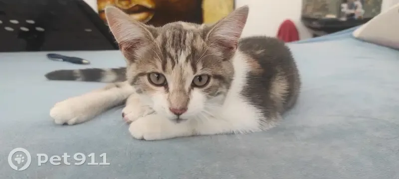 Chaton tricolore trouvé à Fuveau - photo