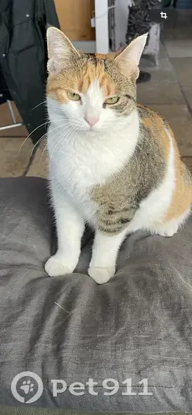 Chatte tricolore 2 ans perdue à Fleury - photo