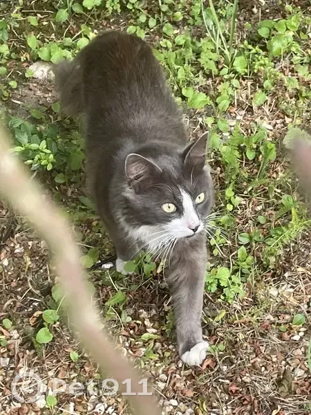 Chat trouvé impasse de la Hardière, Melleroy - photo