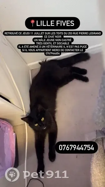 Chat retrouvé bloqué sur un toit à Lille - photo