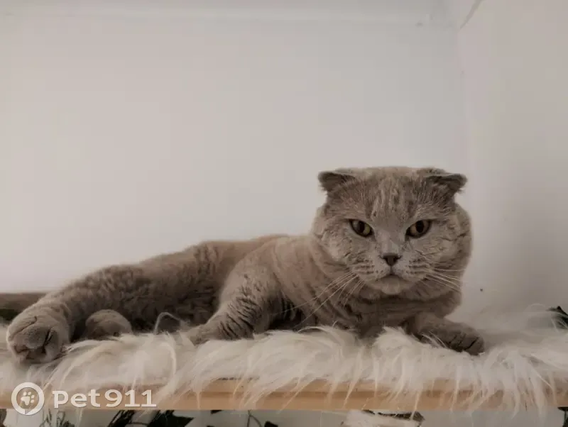 Chat mâle Scottish fold gris perdu à Marguerittes - photo