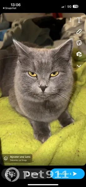Chat gris sociable perdu - Le Mée-sur-Seine - photo