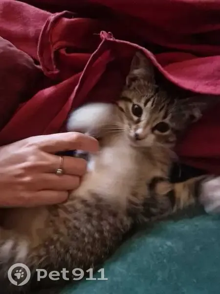 Chaton femelle trouvé à Vitré, Bretagne - photo
