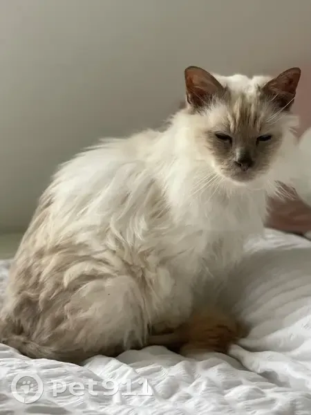 Chat Sacré de Birmanie perdu à Orléans - photo