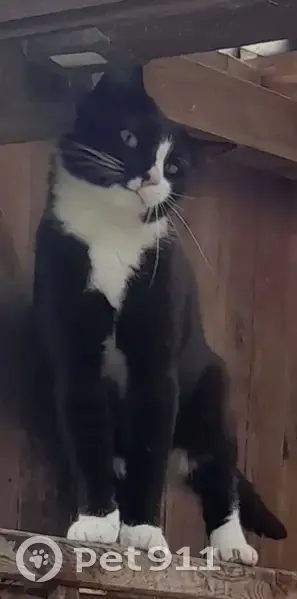 Chat noir et blanc perdu à Lens, très craintif - photo