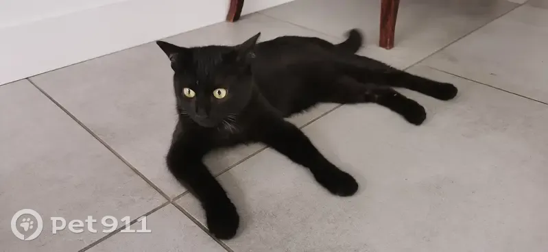 Chatte trouvée à Plaisance-du-Touch - photo