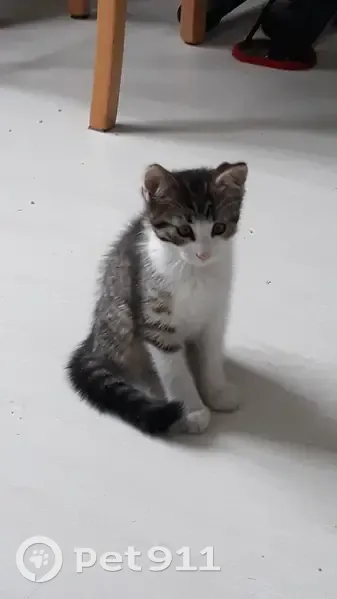 Chaton tigré et blanc trouvé à Poitiers - photo