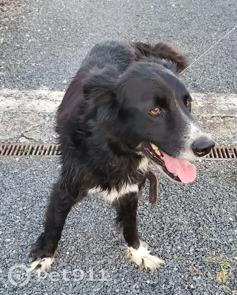 Chien trouvé obéissant, Route de la Gane, Sadroc - photo