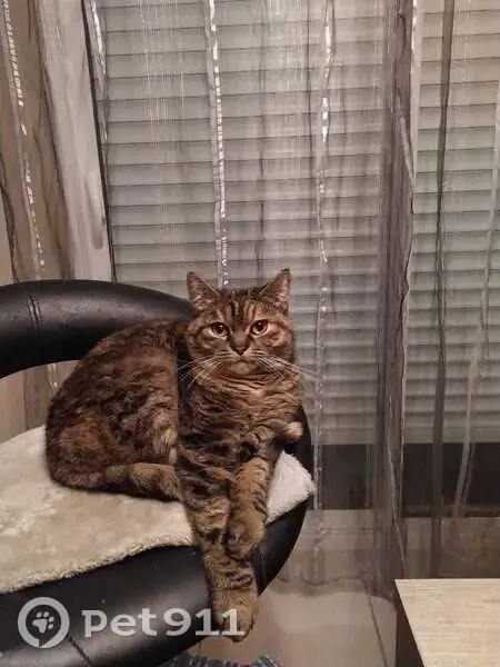 Chatte disparue à Saint-Lambert-la-Potherie - photo