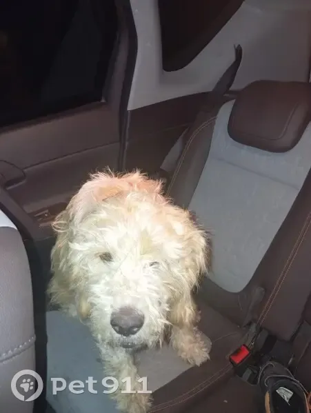 Deux chiens trouvés entre Marseillan et Mèze - photo