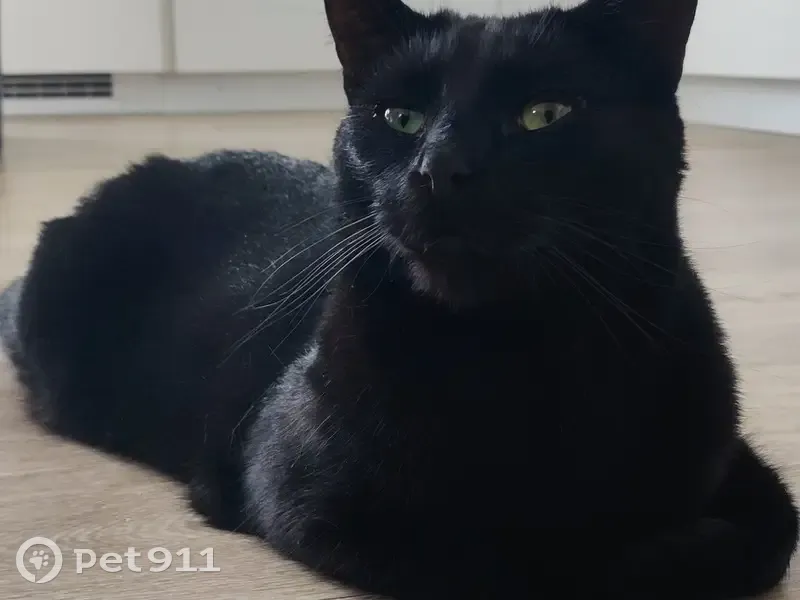 Chat perdu : Meeple, mâle 3 ans, Maisons-Alfort - photo