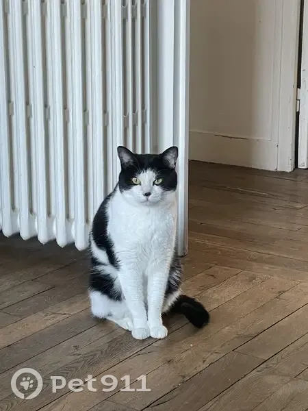 Chat mâle noir et blanc perdu à Nantes - photo