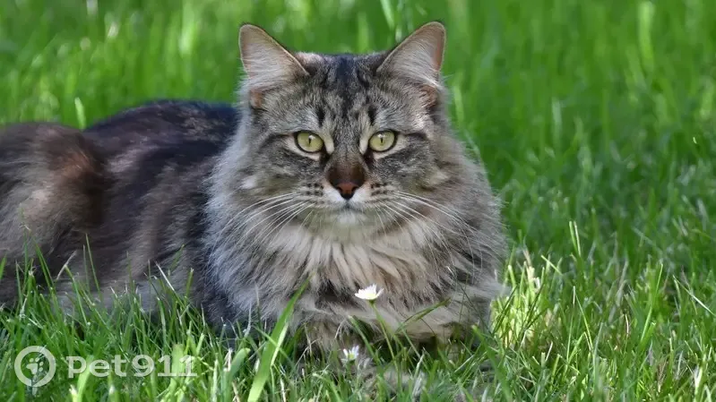 Chat mâle brun tigré perdu à Voreppe - photo