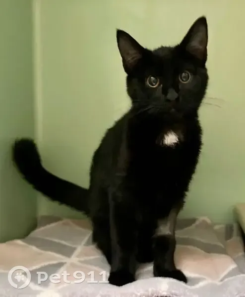 Chatte noire disparue, Cherveux, 2 ans et demi - photo