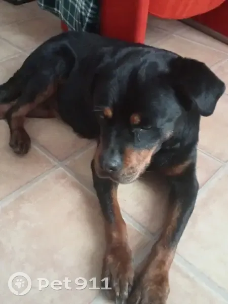 Rottweiler trouvé à Serres-sur-Arget - photo
