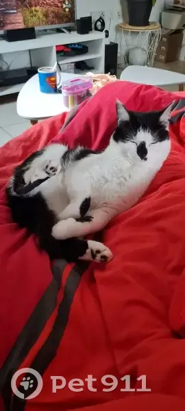 Chatte Européenne noire et blanche perdue - photo