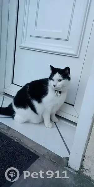 Chat perdu : tâche noire sur le nez, Lillers - photo
