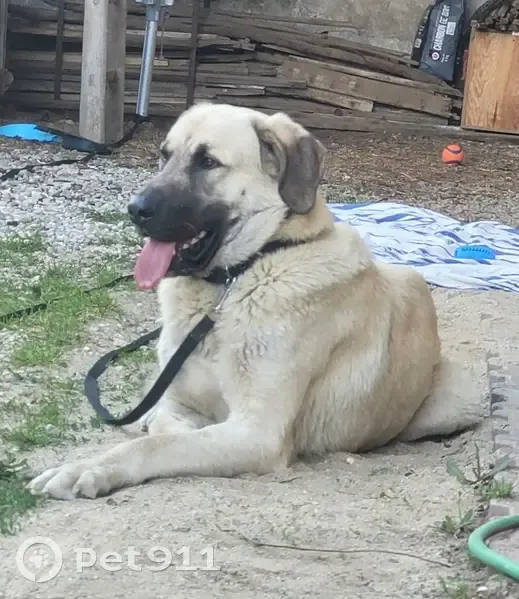 Chien disparu à La Frette : Aidez-nous ! - photo