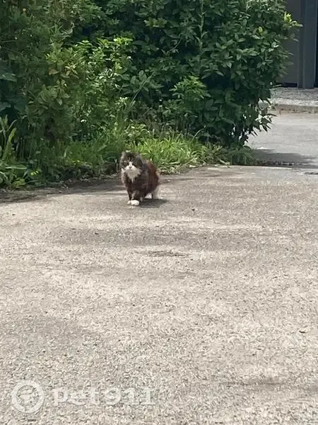 Chat trouvé derrière Atlantia, La Baule - photo