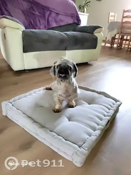 Petit chien trouvé ce matin à Aureilhan - photo