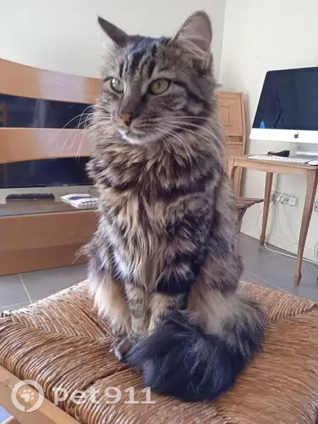 Chatte tigrée disparue à Vidauban - photo