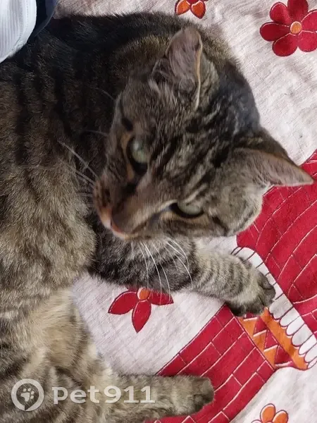 Chatte tigrée trouvée à Champagny-en-Vanoise - photo