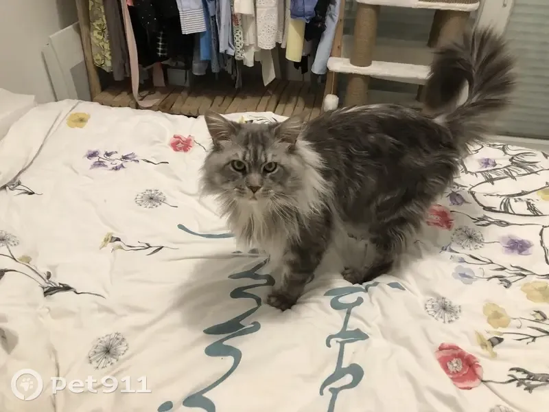 Chat gris à poils longs disparu à Marseille - photo
