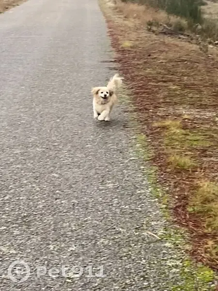 Chien perdu: Rosita, épagneul tibétain beige - photo