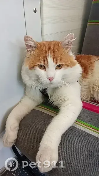 Chat roux et blanc perdu à Massy - photo