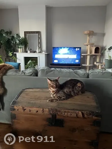 Chatte bengal disparue à Cadillac-sur-Garonne - photo