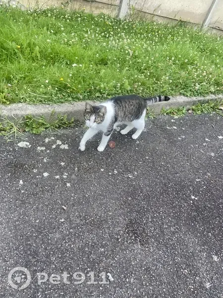 Chat trouvé Rue Ange Blaize, Rennes - photo
