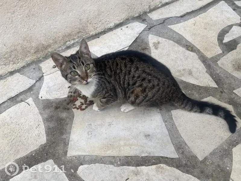 Chatte grise trouvée à Bagard, Chemin Tour Billot - photo