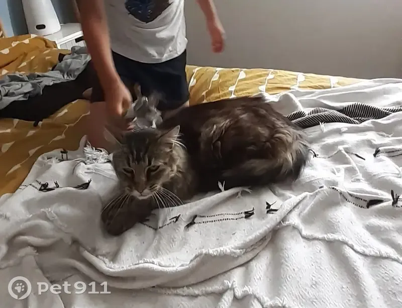 Chat perdu : Rafale, croisé maine coon, amaigri - photo