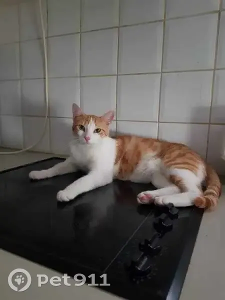 [CHAT PERDU - ROUX ET BLANC - DRAVEIL] - photo