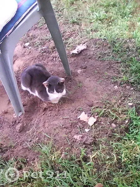Chat mâle blanc et gris trouvé affamé - photo