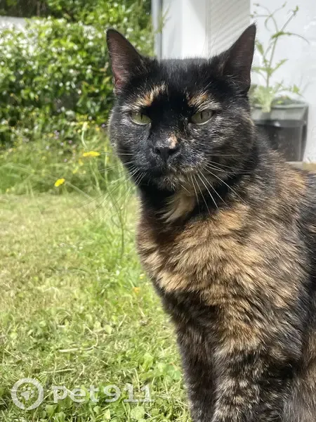 Chatte écaille de tortue trouvée - Lanester - photo