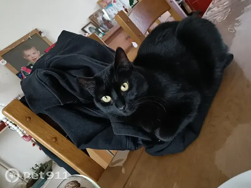Chat noir européen perdu à Rezé - photo