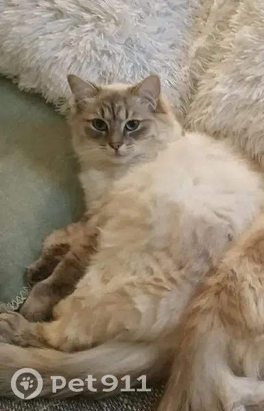 Chat blanc et gris disparu à Ussy-sur-Marne - photo