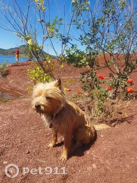 Chien Cairn terrier fauve perdu à St-Gély - photo