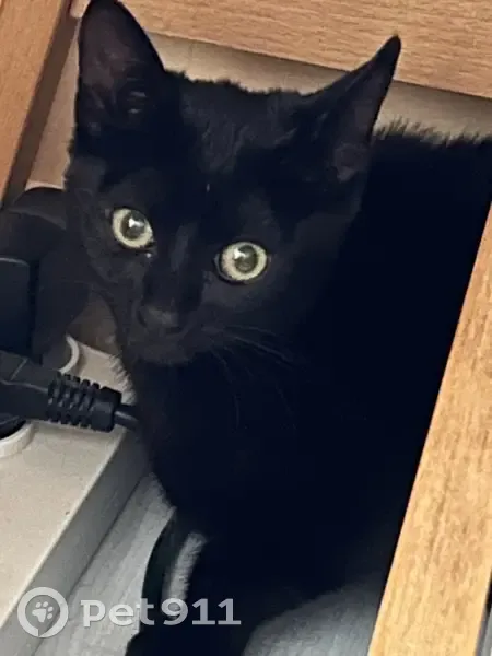 Chaton noir femelle trouvé à Élancourt - photo