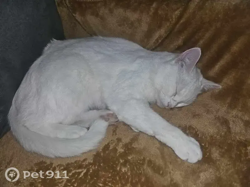 Chat blanc disparu à Vicq, rue Renard - photo