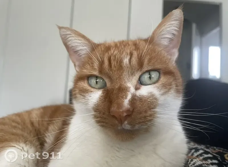 Chat roux tatoué disparu à Brem-sur-Mer - photo