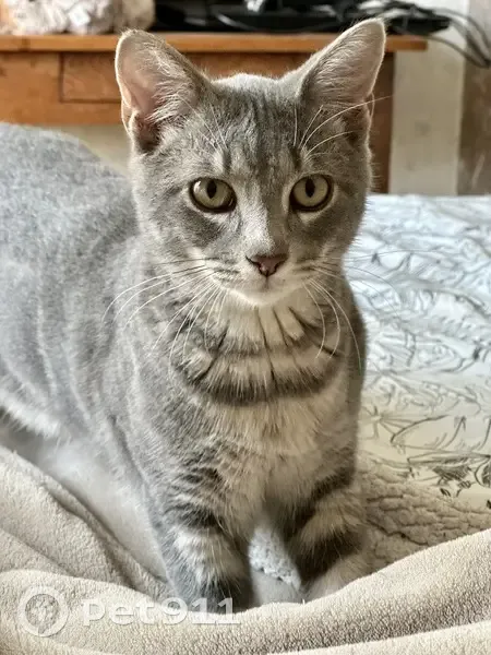 Chat mâle castré gris/blanc perdu à Jambles - photo